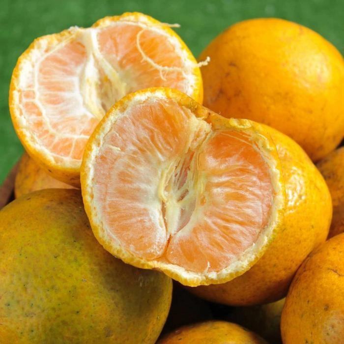 

Glx jeruk medan 1kg segar