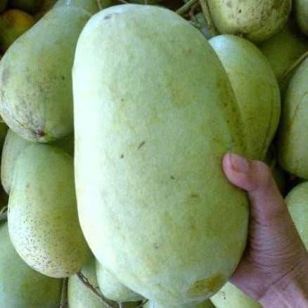 

Glx Buah Mangga Indramayu 1KG