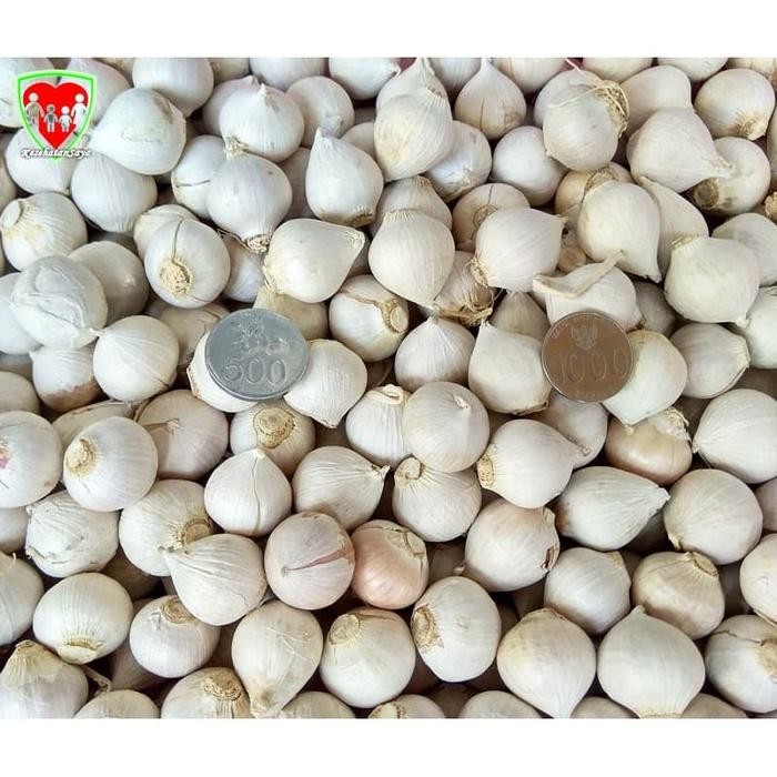 

Glx Bawang Putih Tunggal / Lanang 1 Kg Super Besar Import