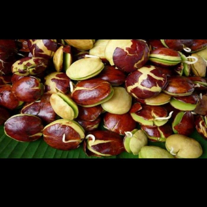 

Gdh JENGKOL TUA SUPER 1KG