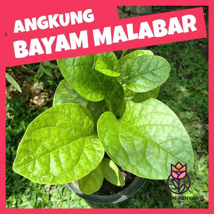 Angkung Bibit Tanaman Herbal Bayam Malabar Daun Angkung Anggong