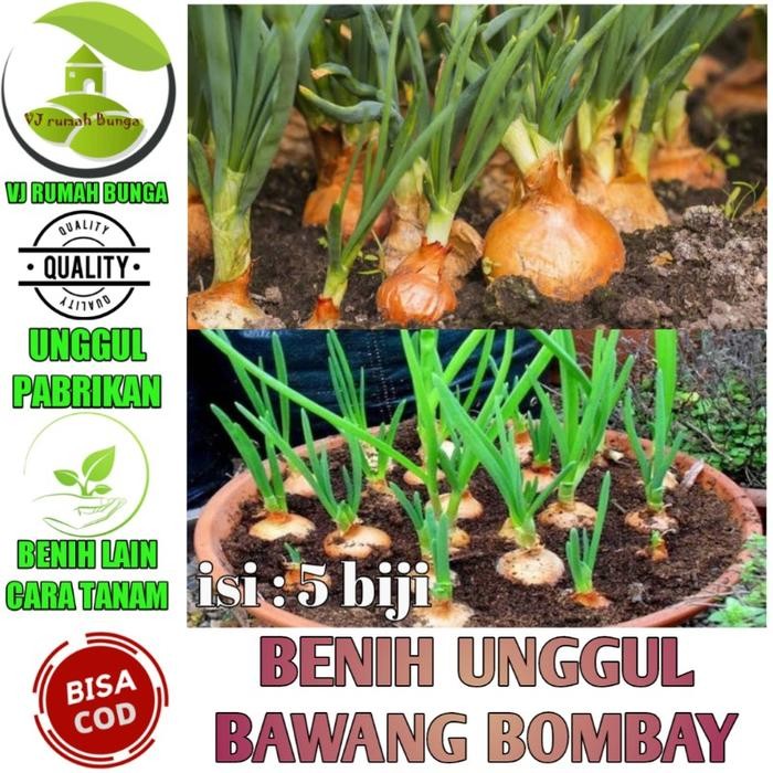 Benih bibit bawang bombay