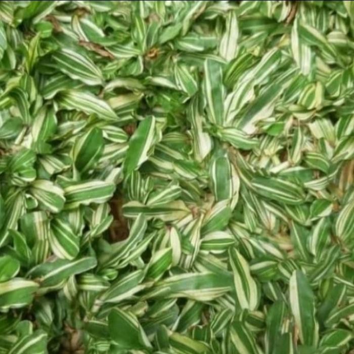 rumput gajah mini varigata 2 meter