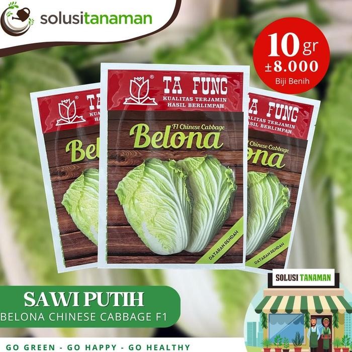 Benih Sawi Putih Belona Chinese Cabbage F1 10gr (8.000 Biji) Bibit Sawi Putih Belona Benih Sawi Ta