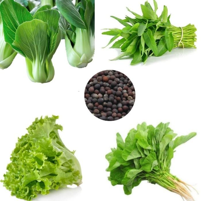 PAKET 2 JENIS BENIH BIBIT SAYUR SAYURAN HIJAU hidroponik