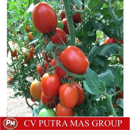 Jual Benih Bibit Sayur Sayuran Tomat Hidroponik Paket Sayuran Organik