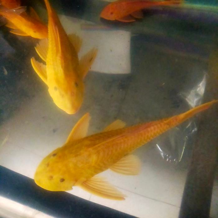 ikan sapu sapu albino mentega 15-20cm sapu sapu albino mentega sedang *