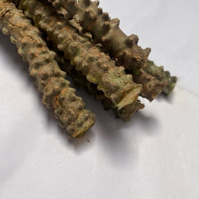 

[Fresh] Akar Batrawali Brotowali Segar Untuk Sapih Asi Dan Banyak Manfaat Lainya