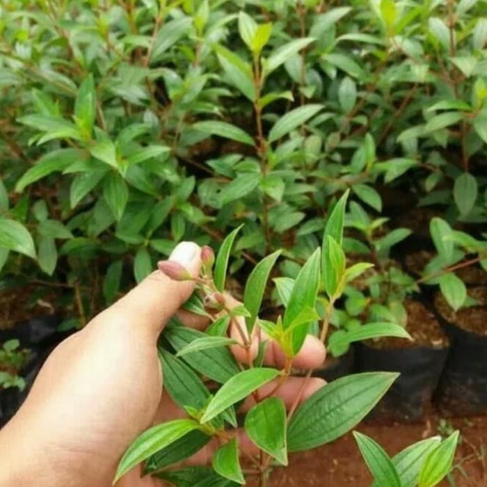 

[Fresh] Bibit Tanaman Pohon Senggani Senduduk Harendong