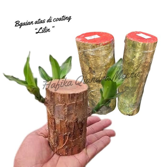 

[Fresh] Oembi Batang Pohon Hanjuang Hijau Brazilian Lucky Wood Bahan Bonsai Unik Tanaman Hias Indor