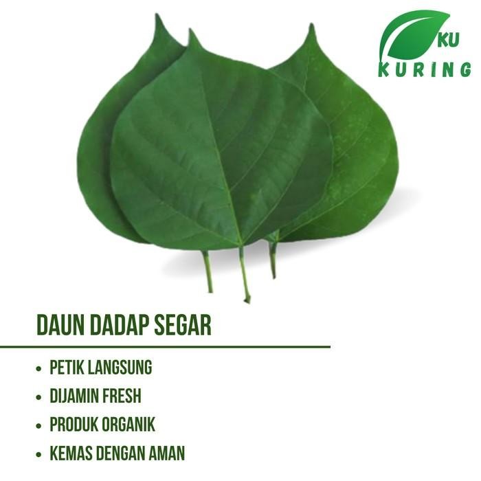 

[Fresh] Termurah Daun Dadap Segar 500 gram daun dadap serep organik