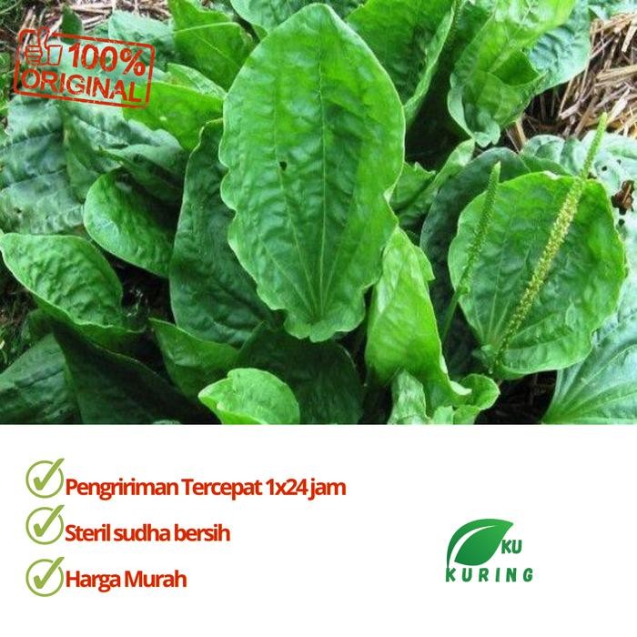 

[Fresh] Daun Ki Sendok ki urat daun sendok segar