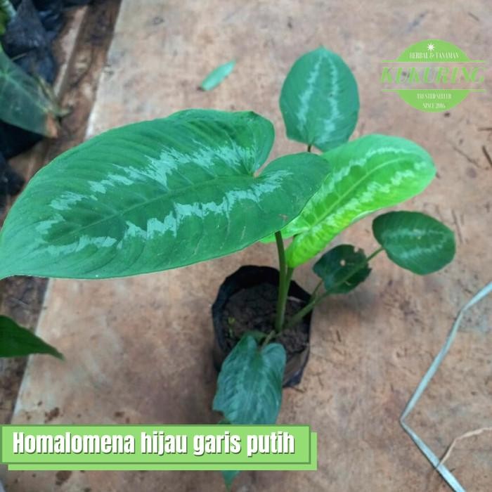 

[Fresh] Tanaman hias keladi homalomena hijau garis putih
