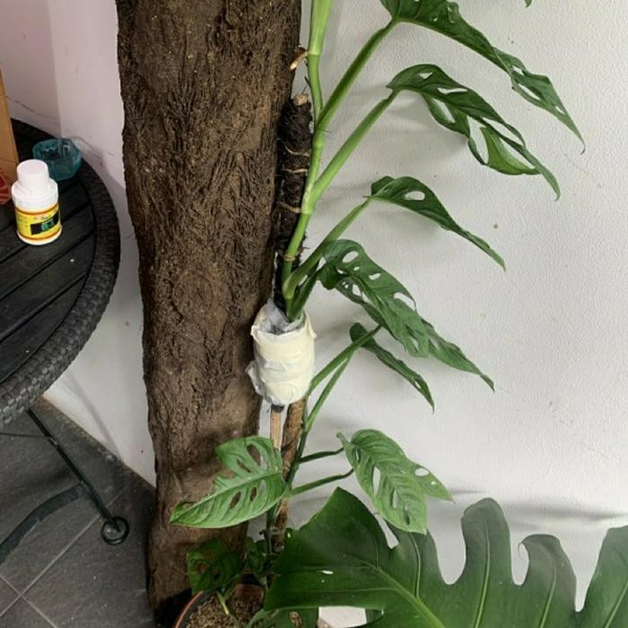 

[Fresh] Media tanam pakis bulat 1 meter anggrek monstera alami