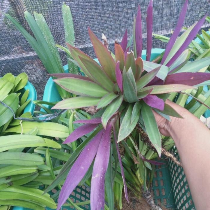 

[Fresh] Tanaman Adam hawa/Nanas Kerang