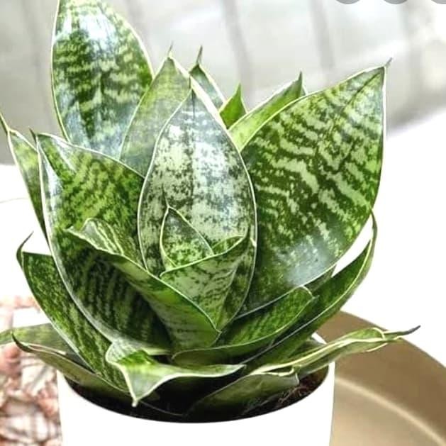 

[Fresh] Promo Tanaman Hias Lidah Mertua Sensevieria Mini Kodokan