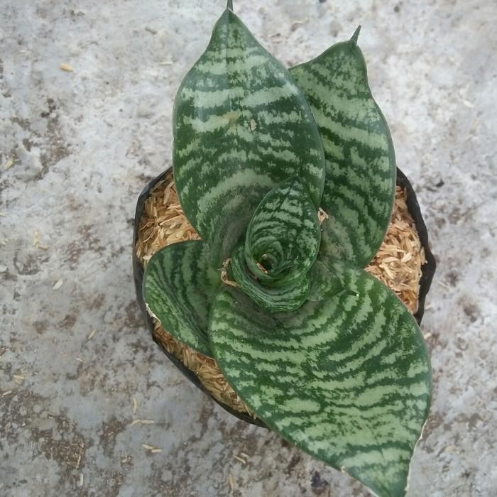 

[Fresh] Promo Tanaman Hias Sensivera/Lidah Mertua Mini