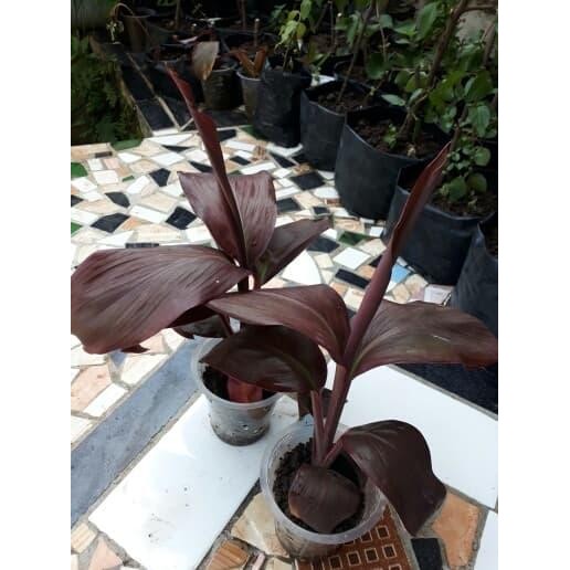 

[Fresh] Terlaris bibit hanjuang merah/tanaman andong merah