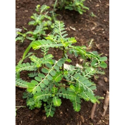 

[Fresh] Terlaris daun meniran segar / obat herbal imun