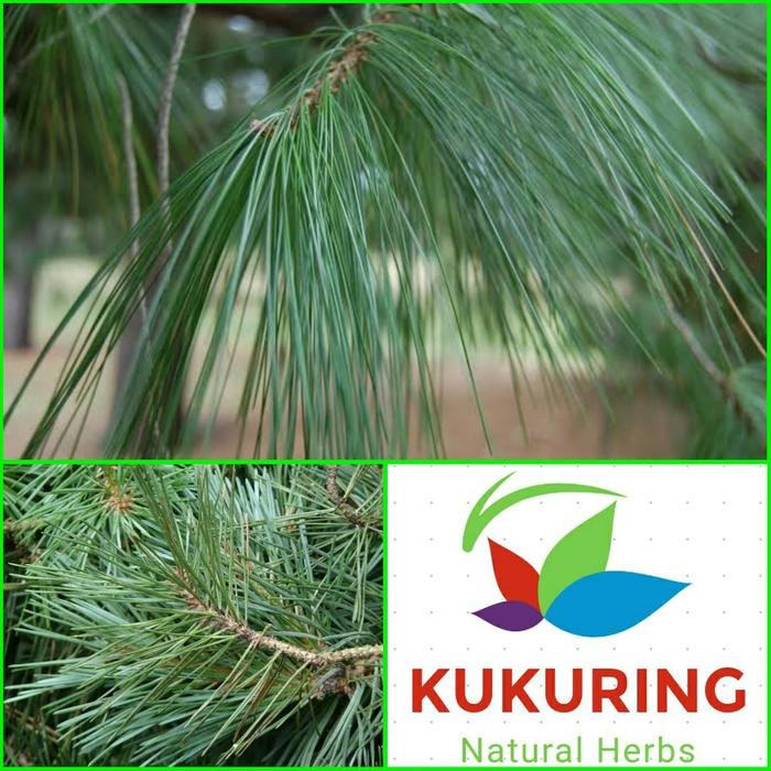 

[Fresh] HERBAL STROKE DAUN PINUS SEGAR