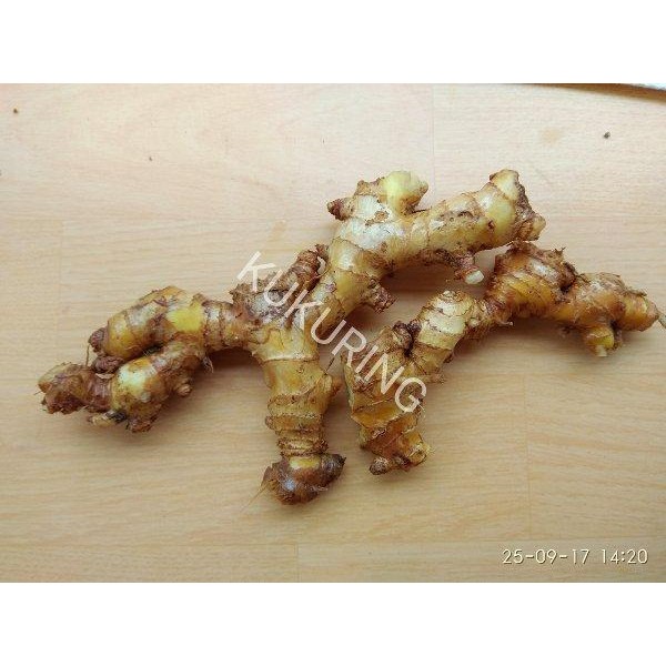 

[Fresh] Lempuyang Lampuyang Segar Basah 1kg Lempuyung Lampuyung