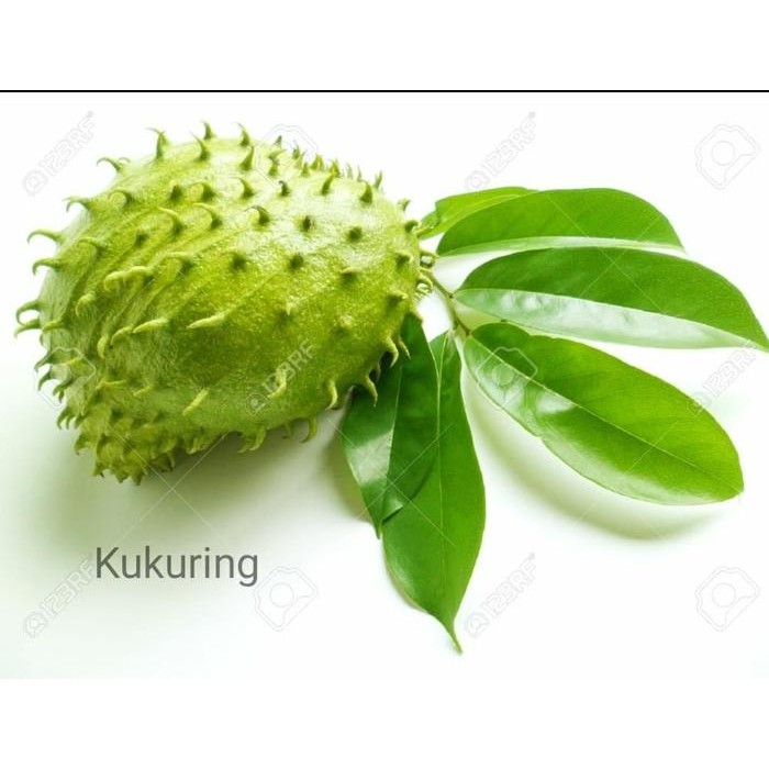 

[Fresh] Herbal Daun SIRSAK segar (Daun tua super)