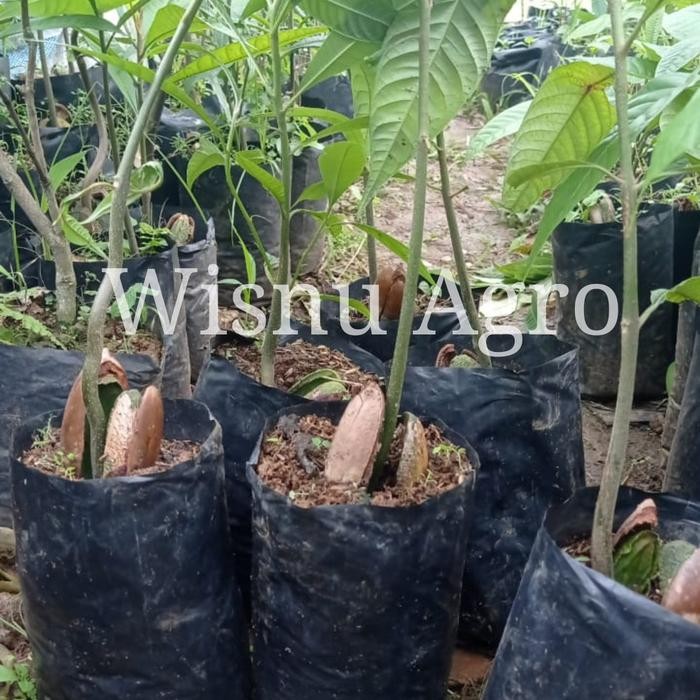 BIBIT SEEDLING MAMEY SAPOTE SAWO MEKSIKO