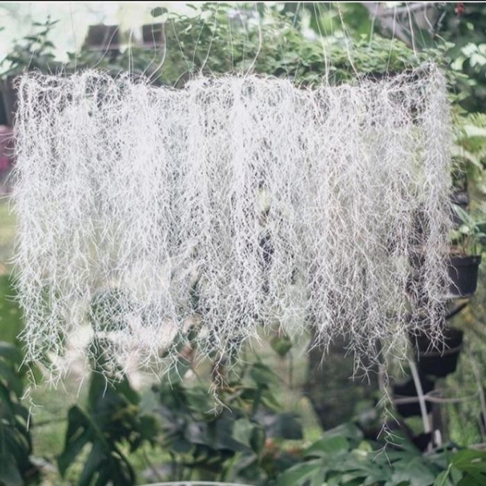 TANAMAN SPANISH MOSS/JENGGOT MUSA/JENGGOT NABI