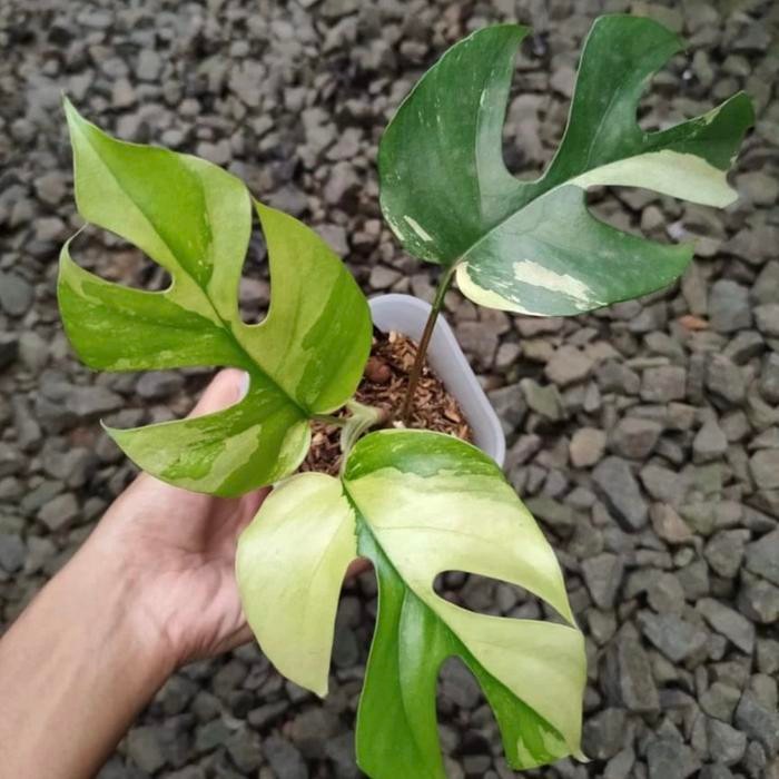 TANAMAN HIAS BUNGA RHAPHIDOPHORA TETRASPERMA VARIGATA