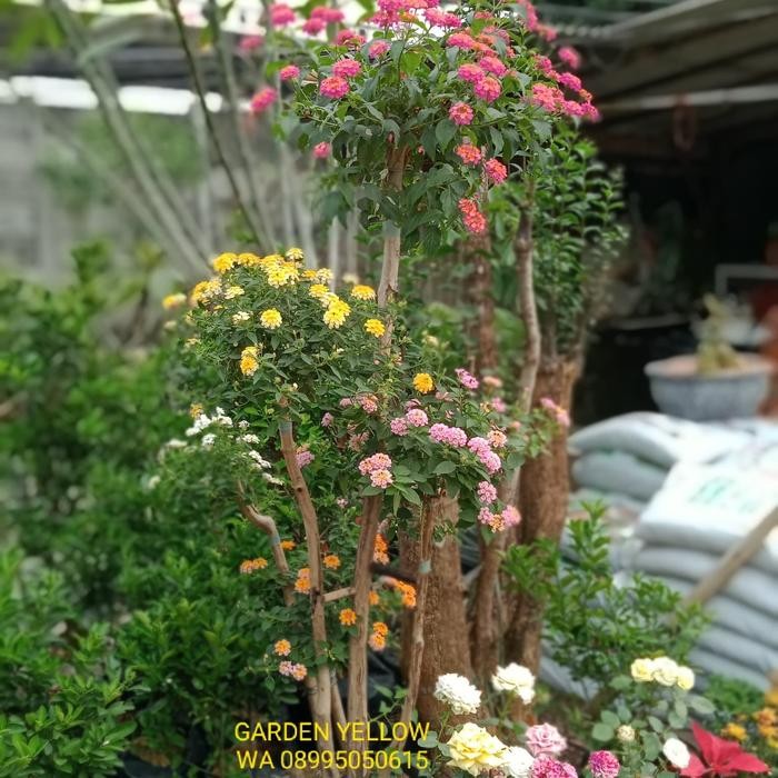TANAMAN HIAS BONSAI BUNGA LANTANA 5 WARNA TINGGI 1,5 METER