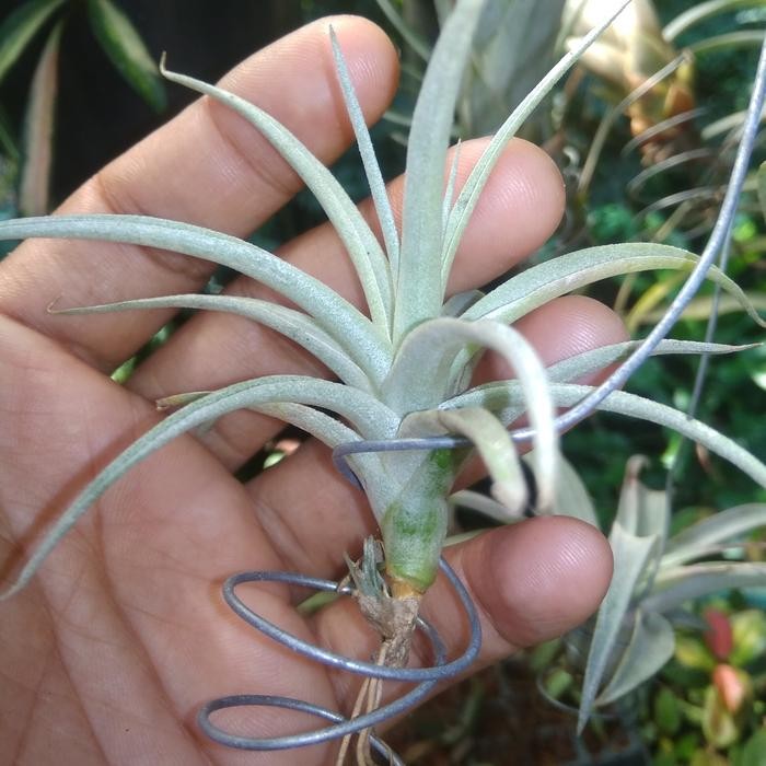 TILLANDSIA CAPITATA PEACH