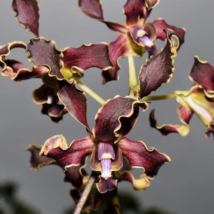 ANGGREK DENDROBIUM YUWONO MEGA KARYA DEWASA