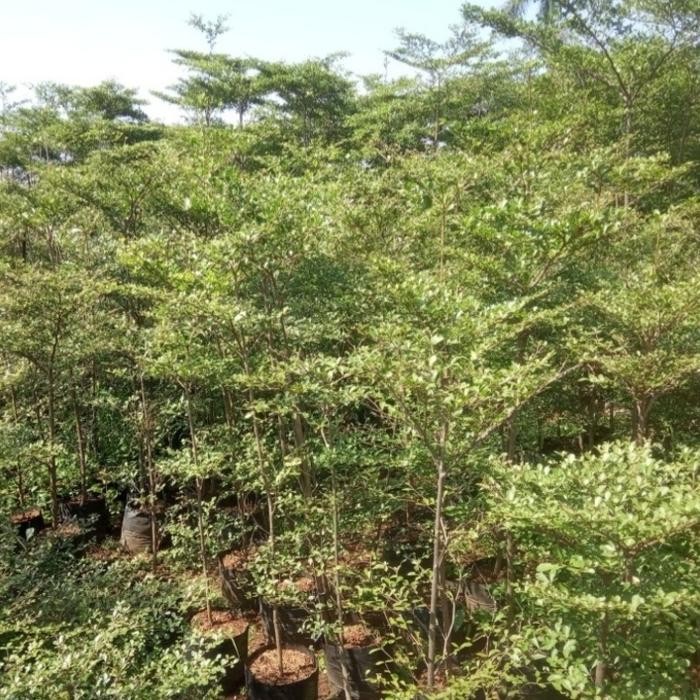 POHON KETAPANG KENCANA TINGGI 1,5METER