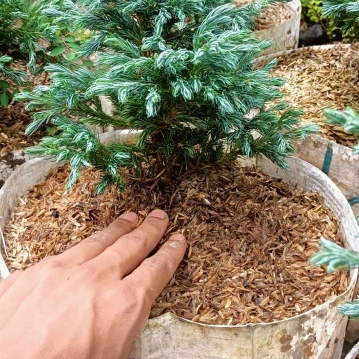 TANAMAN HIAS BAHAN BONSAI CEMARA SILVER PERAK JUNIPERUS BLUEDENT