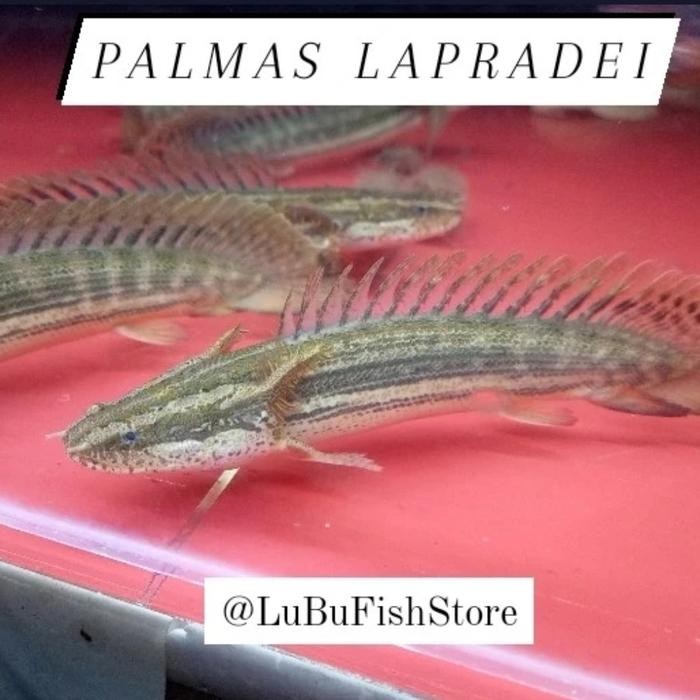 Palmas Lapradei Palmas Lapra Ikan Hias