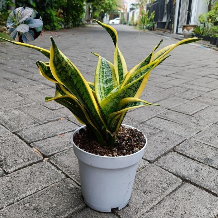 Tanaman Indoor Sansivera Twister on Pot Putih No. 17