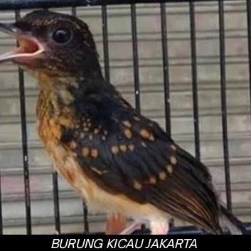 TROTOL / ANAKAN MURAI BATU MEDAN PREDIKSI JANTAN ( PILIHAN ) LARIS