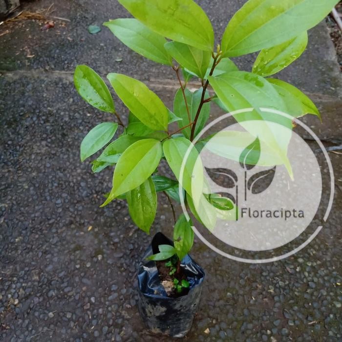 Bibit pohon kayu manis/Tanaman kayu manis