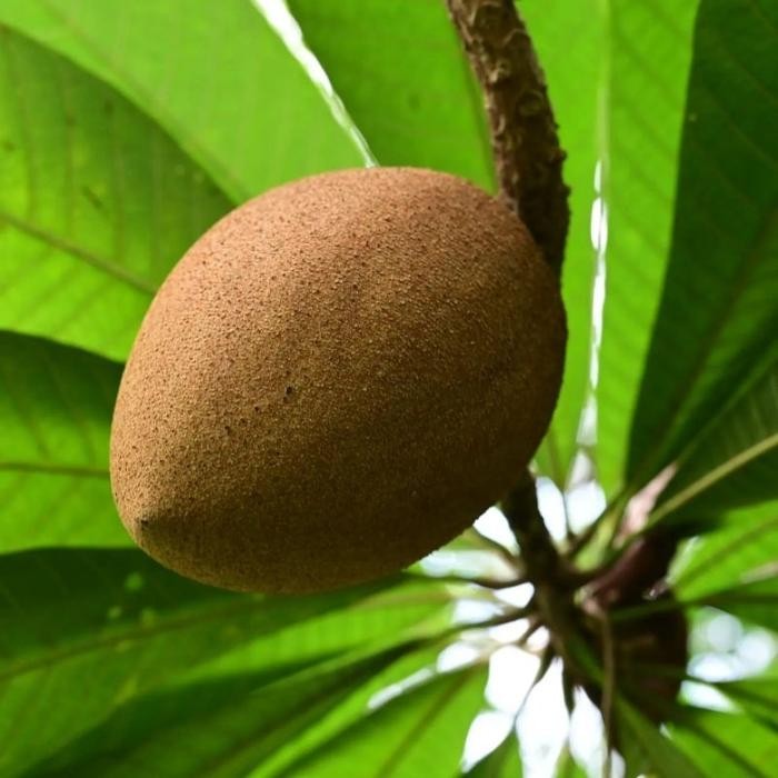 Tanaman Buah Mamey Sapote Magana / bibit sawo jumbo oren merah besar