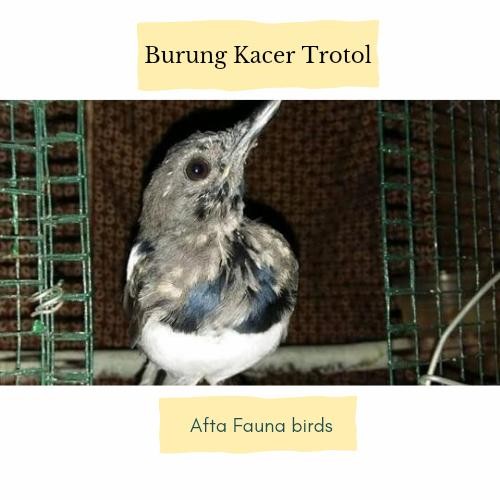 burung kacer trotol jantan prospek