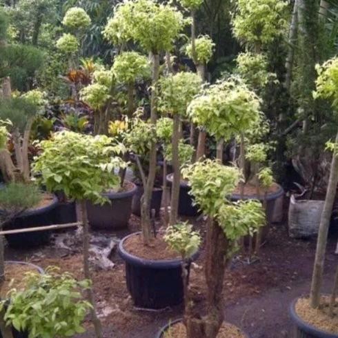 Tanaman hias Bonsai Anting Putri 1 meter
