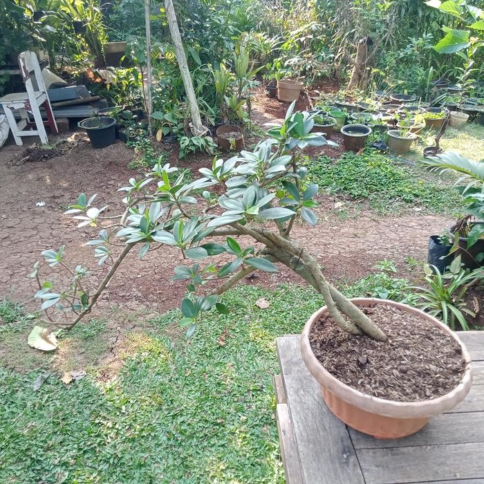 tanaman pohon beringin Korea pohon bonsai