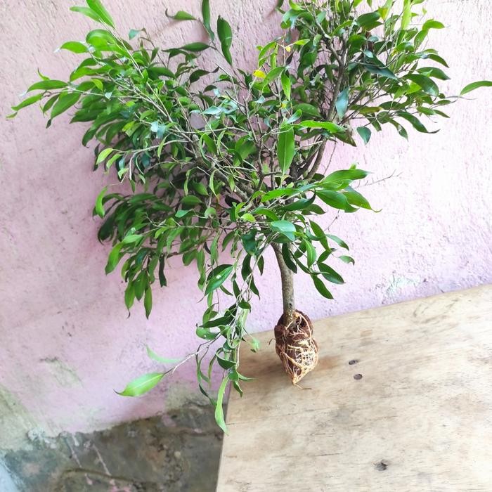 bahan bonsai beringin arjuna - tanaman hias ficus