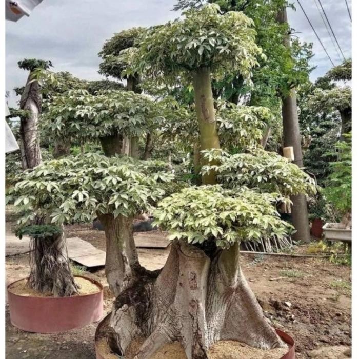 Bibit Tanaman Hias Randu Varigata Kapuk Varigata Daun Putih Pohon Bonsai