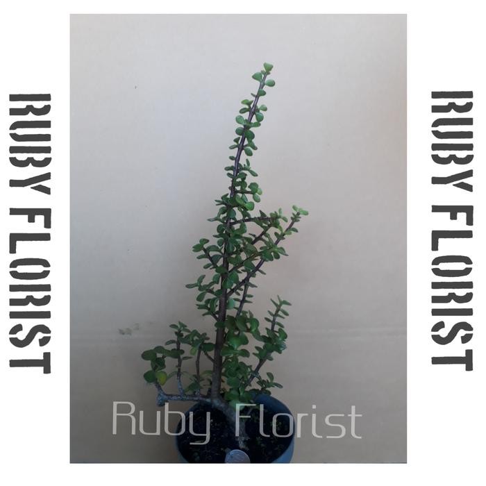 Tanaman Bahan Bonsai spekboom / dwarf jade