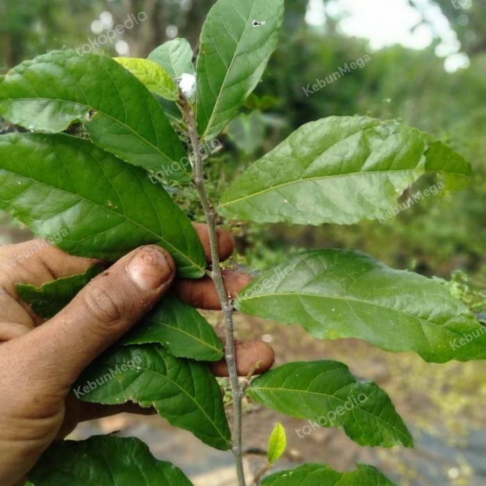 bibit tanaman serut bahan bonsai