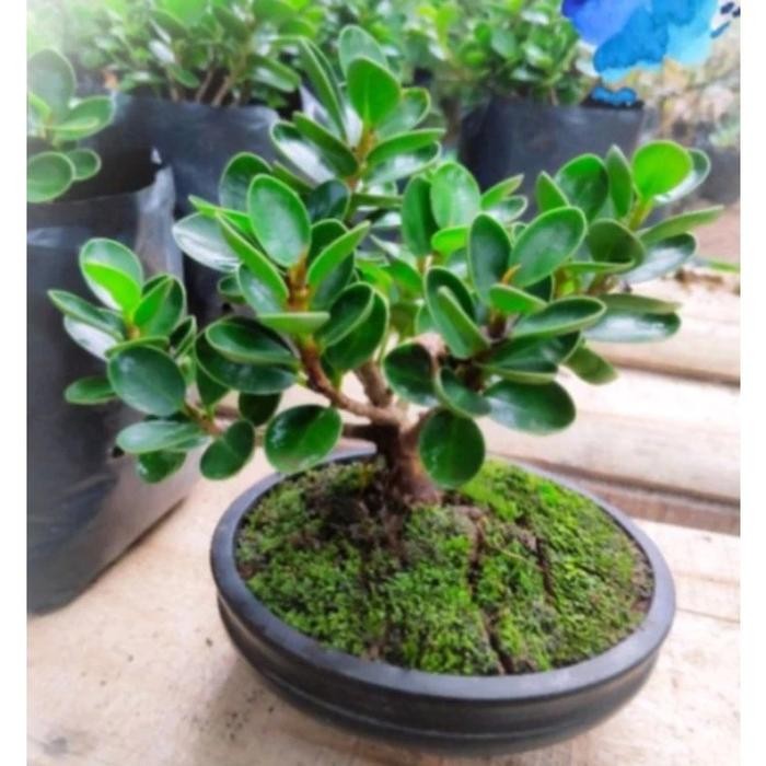 tanaman bonsai beringin dolar