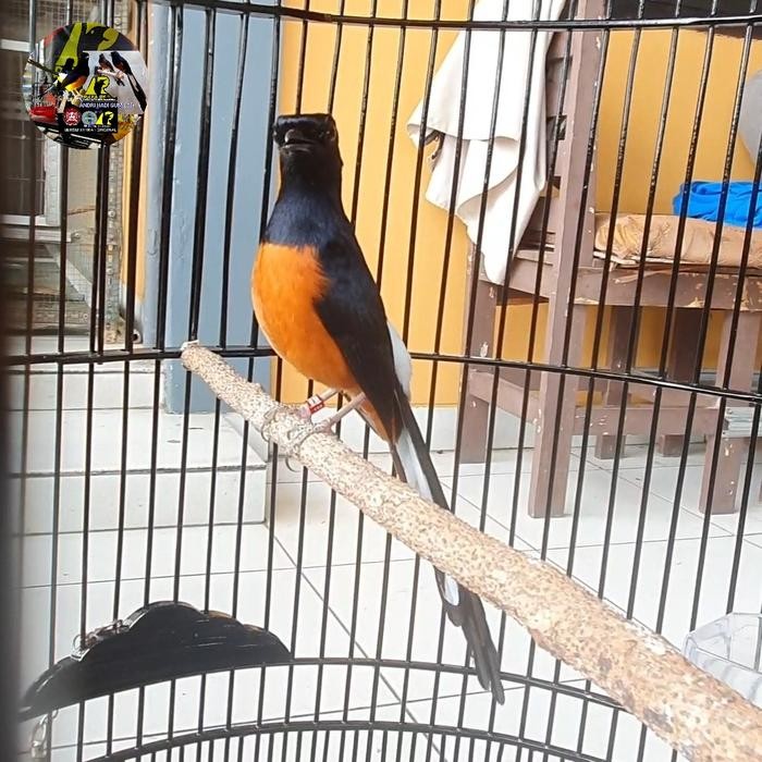 MURAI BATU JANTAN KAKI HITAM TRAH PRESTASI RING APBN