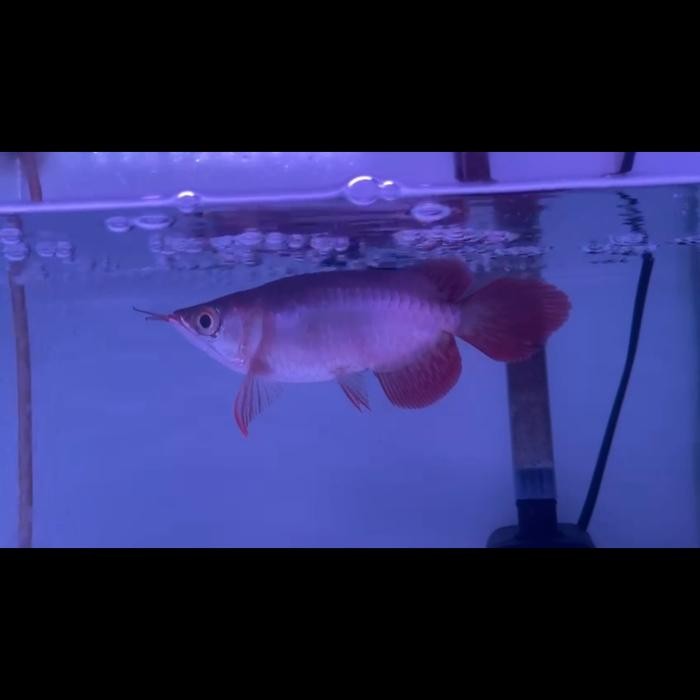 Arowana Super Red Short Body ITL ( I Tiaw Lung ) 15-16cm perfect