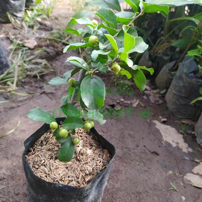 bibit cherry Jepang sudah berbuah